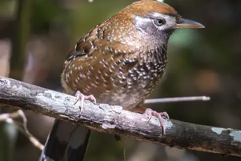 White-speckled Laughingthrush