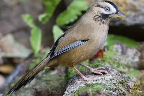 Moustached Laughingthrush