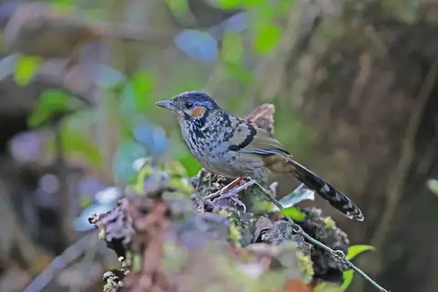 Chestnut-eared Laughingthrush