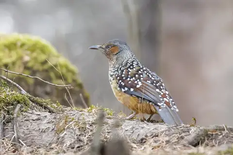Giant Laughingthrush