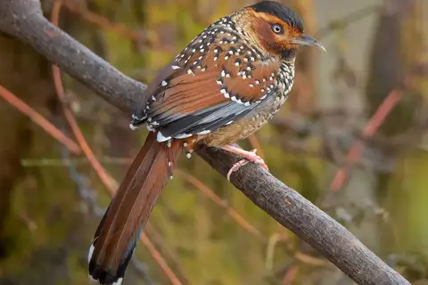 Spotted Laughingthrush