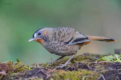 Rufous-chinned Laughingthrush