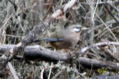 Snowy-cheeked Laughingthrush
