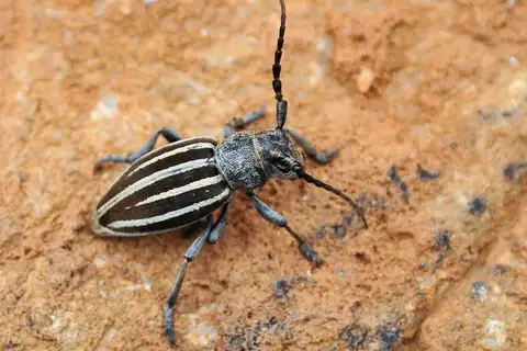 Iberodorcadion fuliginator