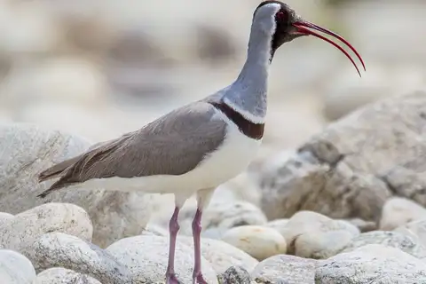 Ibisbill