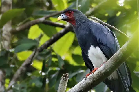 Red-throated Caracara