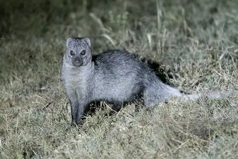 White-tailed Mongoose
