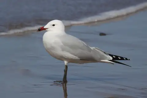 Audouin's Gull