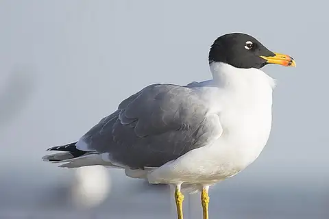 Pallas's Gull