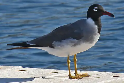 White-eyed Gull