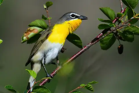 Yellow-breasted Chat