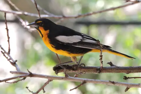 Black-backed Oriole