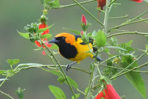 Orange-crowned Oriole