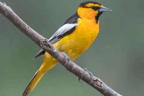 Bullock's Oriole