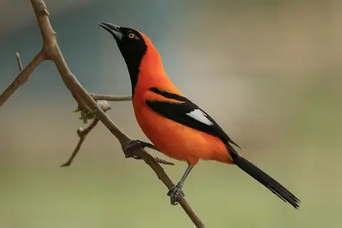 Orange-backed Troupial