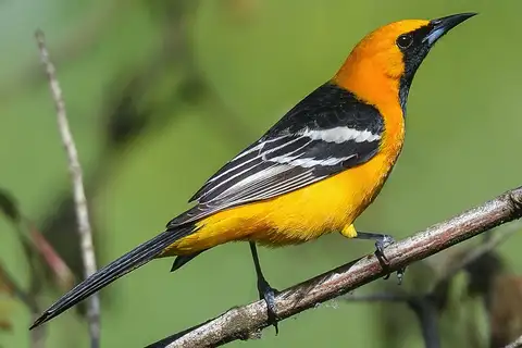 Hooded Oriole