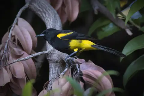 Hispaniolan Oriole