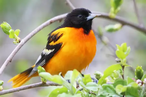 Baltimore Oriole