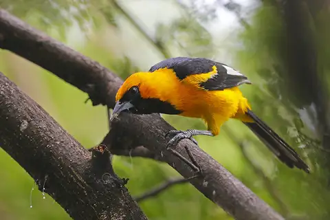 White-edged Oriole
