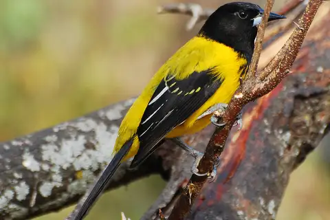 Audubon's Oriole