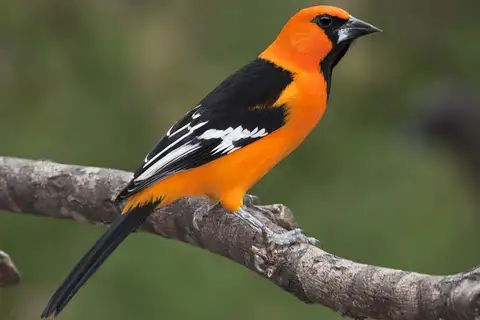 Altamira Oriole