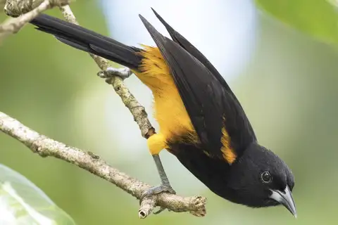 St. Lucia Oriole