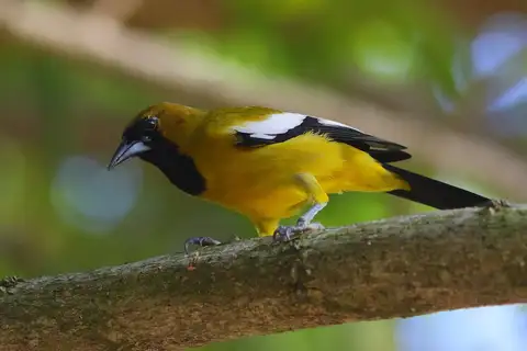 Jamaican Oriole