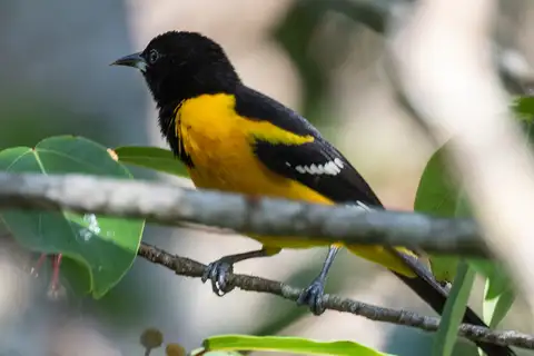 Bar-winged Oriole