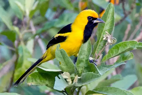 Yellow-tailed Oriole