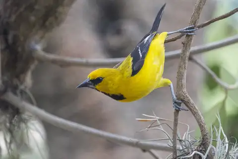 Yellow Oriole