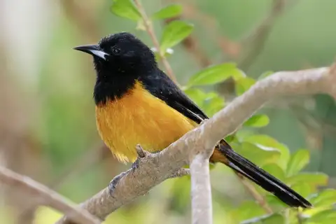 Montserrat Oriole