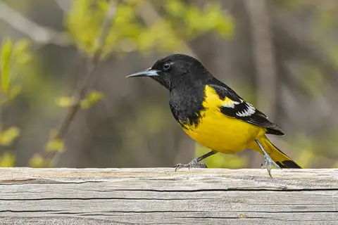 Scott's Oriole