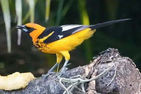 Spot-breasted Oriole