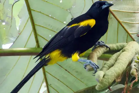 Puerto Rican Oriole