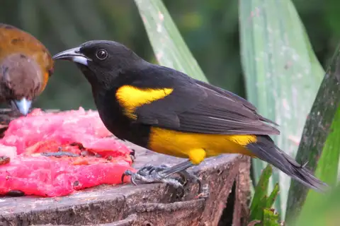 Black-cowled Oriole