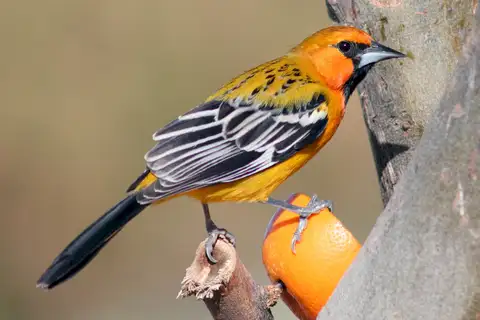 Streak-backed Oriole
