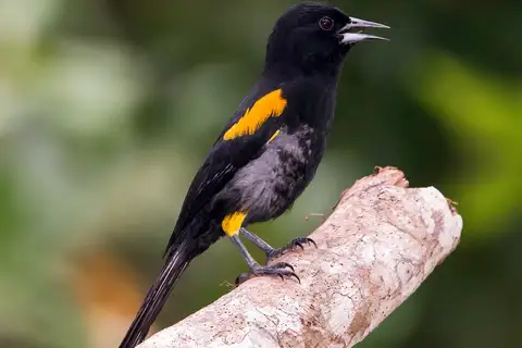 Variable Oriole