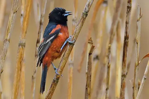 Orchard Oriole