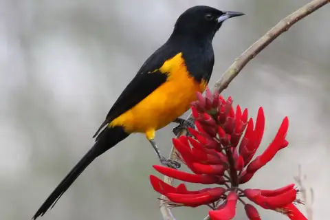 Black-vented Oriole