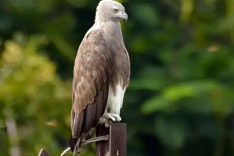 Lesser Fish Eagle