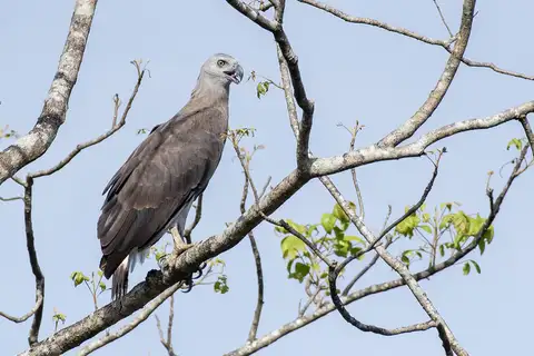 Grey-headed Fish Eagle
