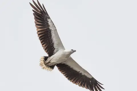 White-bellied Sea Eagle