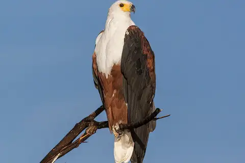 African Fish Eagle