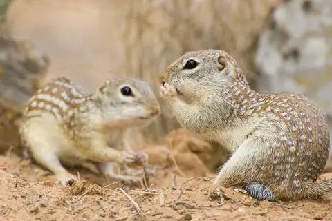 Rio Grande Ground Squirrel