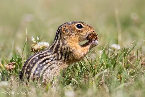 Thirteen-lined Ground Squirrel