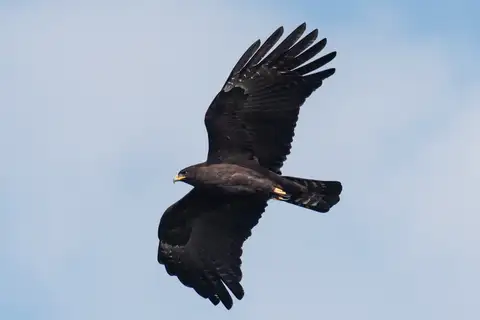 Black Eagle