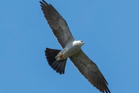 Mississippi Kite