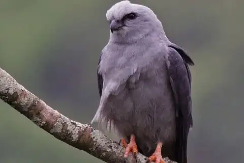Plumbeous Kite