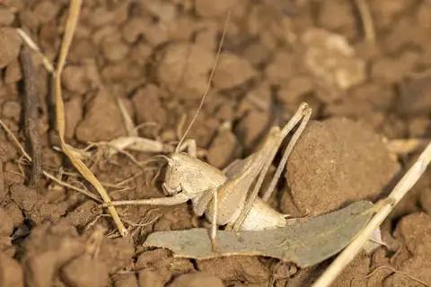 Tuolumne Shieldback