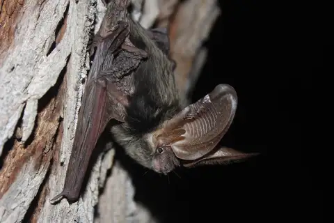 Allen's Big-eared Bat